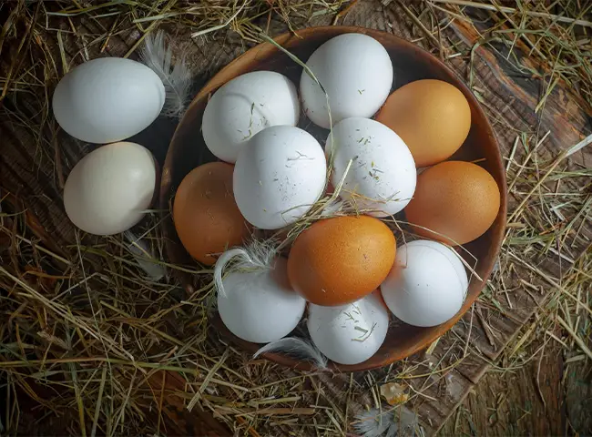 Fertile Eggs