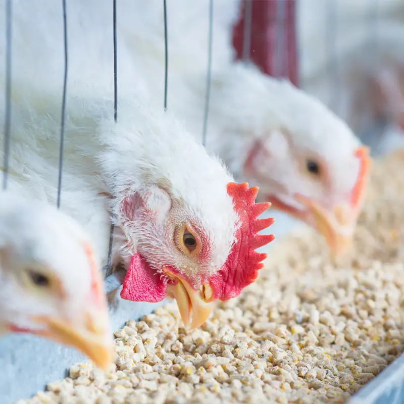Farm Gallery
