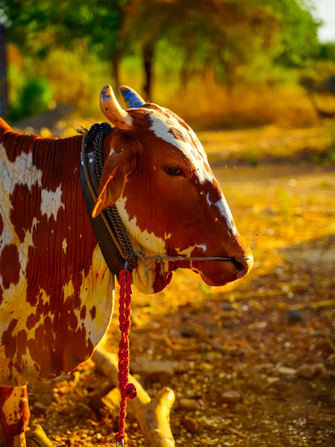Shree Nutrinest Farm